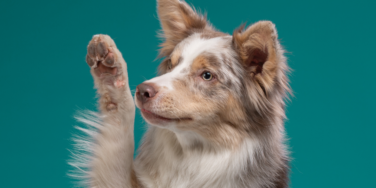 Cómo cuidar las patitas de tu perro