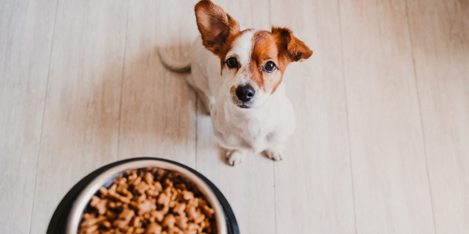 Cómo cuidar a tu mascota de la comida este 18