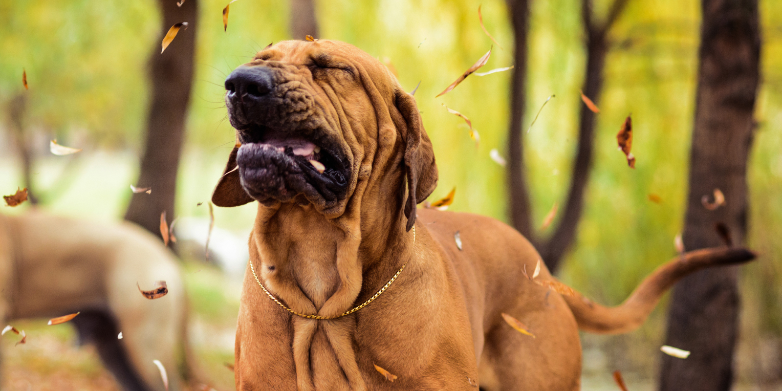 Alergia primaveral: Los síntomas y efectos en las mascotas