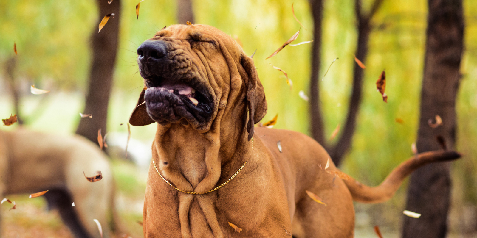 Alergia primaveral: síntomas y efectos en mascotas