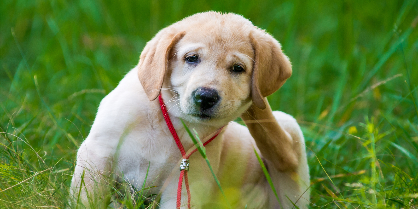 Perro rascándose por alergia primaveral