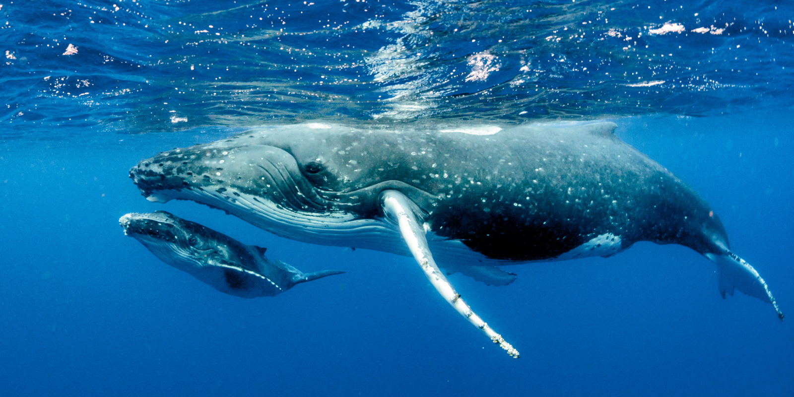 ballenas jorobadas