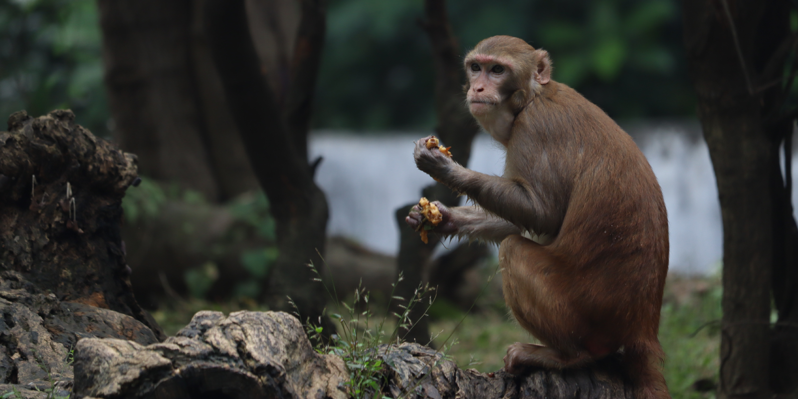 ¡Feliz día mundial de los animales! Descubre por qué celebramos esta fecha