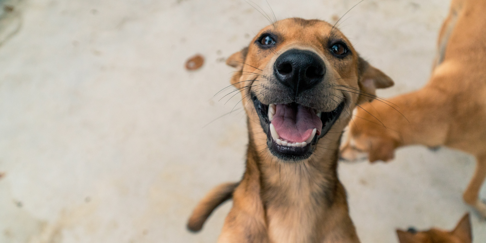 perrito sonriente