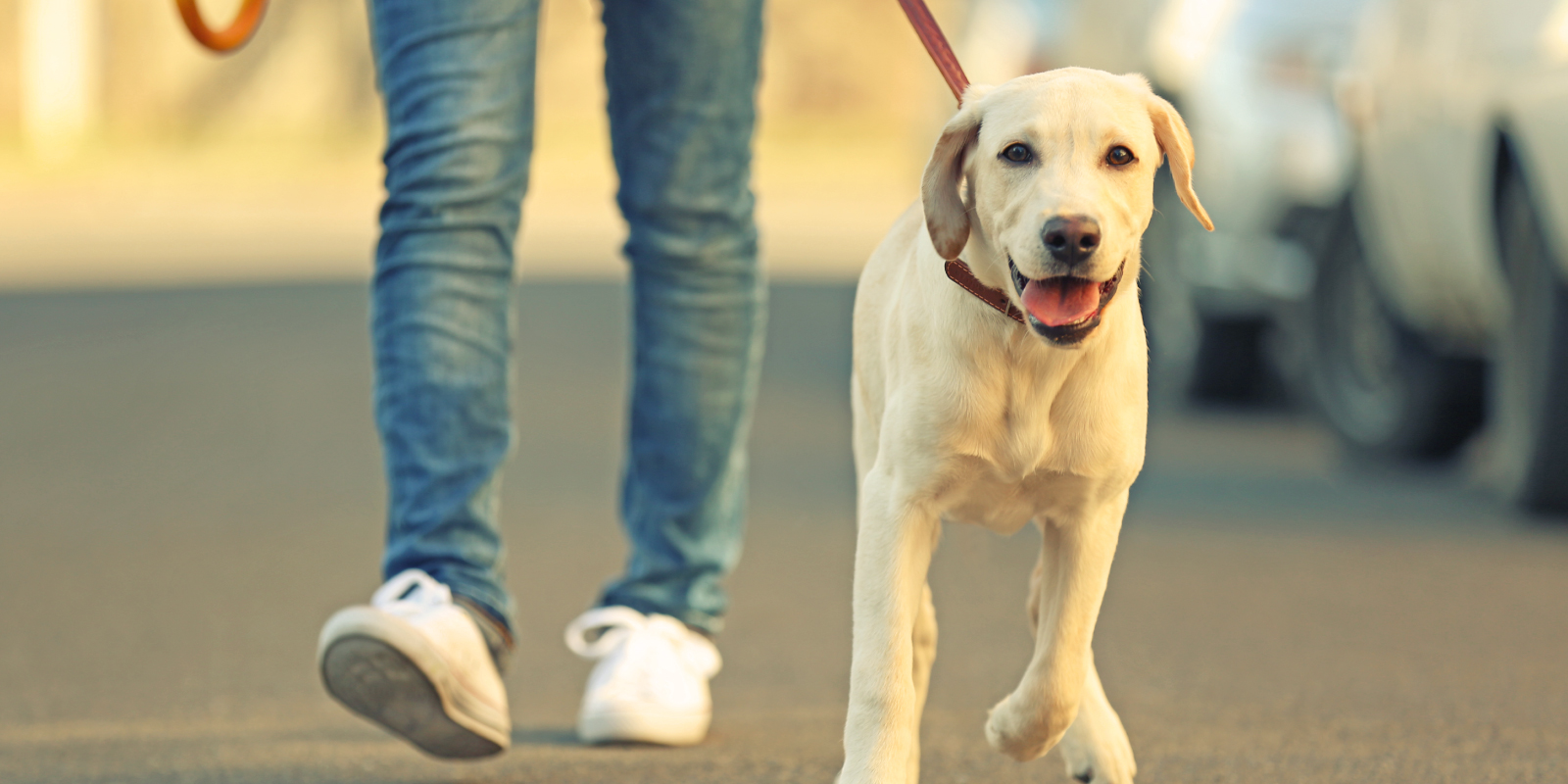 Descubre 5 tips para pasear con tu perro