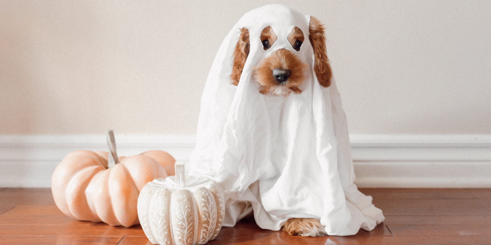 Halloween: Averigua por qué no darle dulces a tu mascota