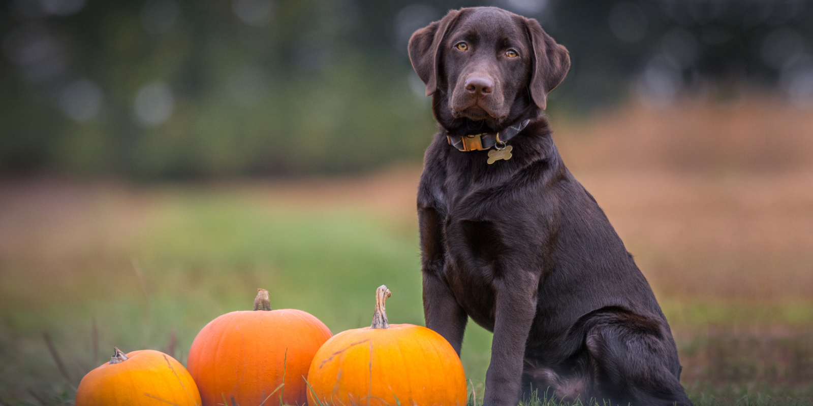 perro halloween