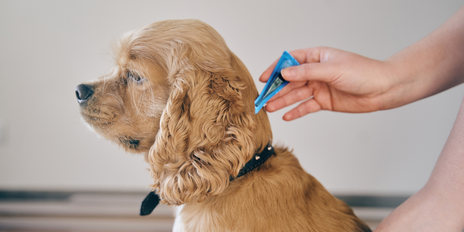 Conoce por qué desparasitar a tu perro