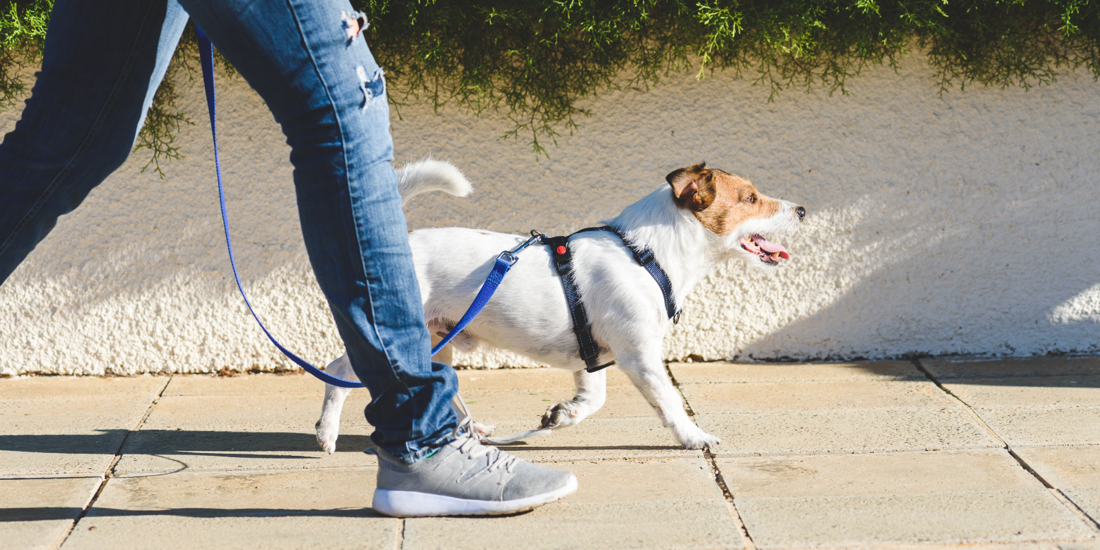 fox terrier paseando