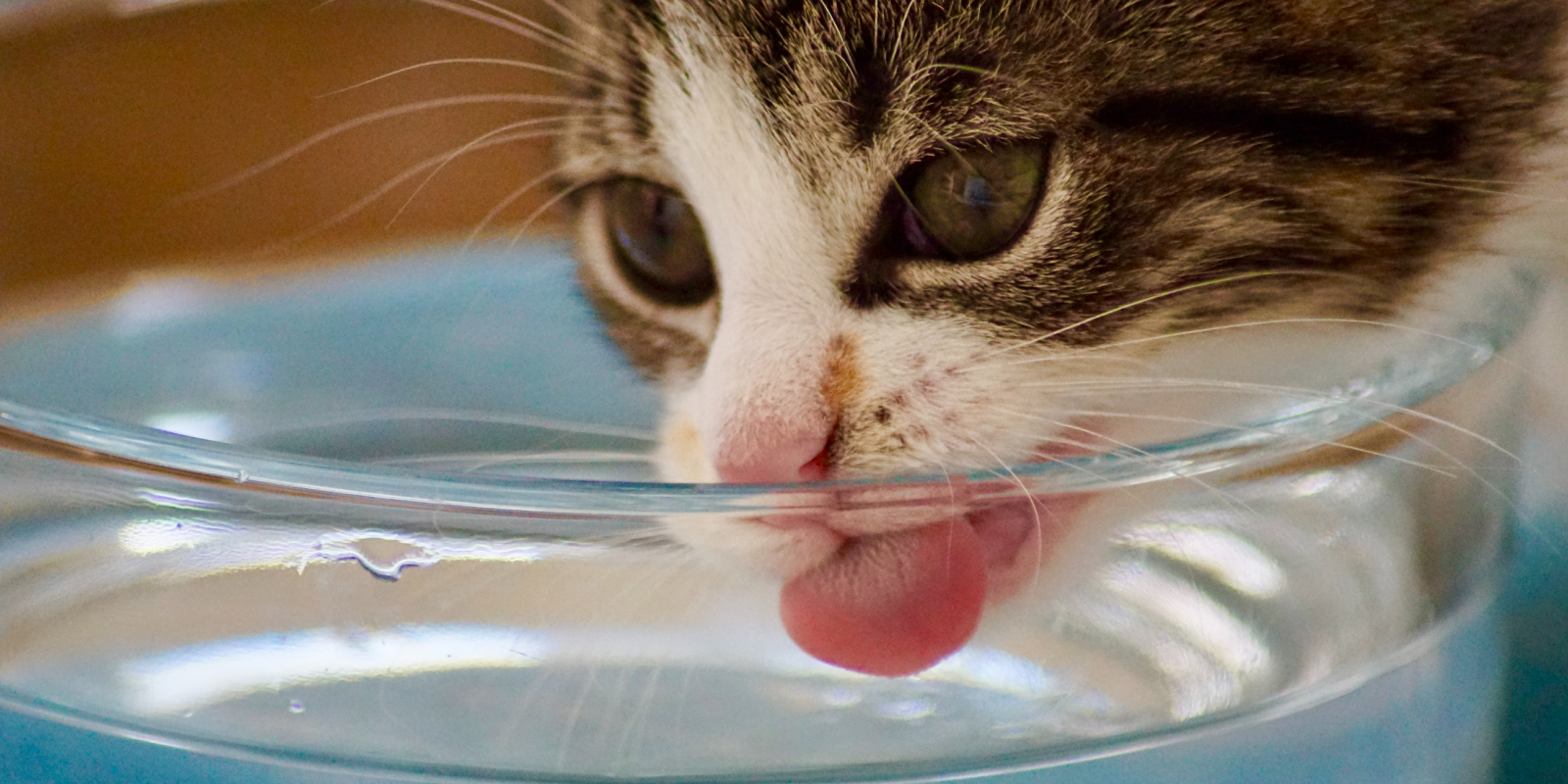 Descubre por qué es importante hidratar a tu mascota