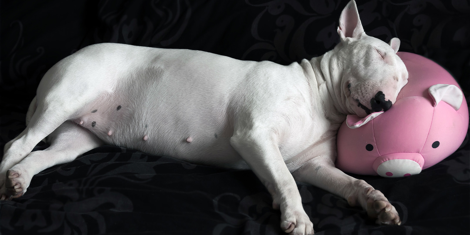 bull terrier descansando