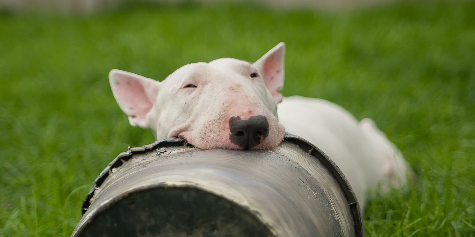 6 curiosidades del Bull terrier