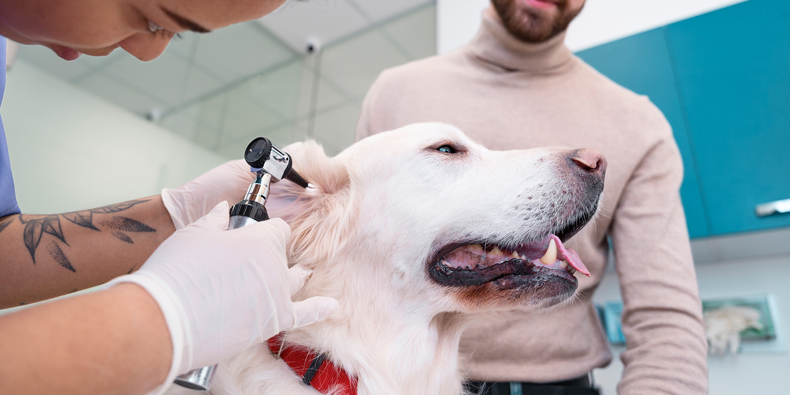 Otitis en perros