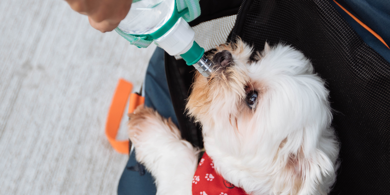 perro bebiendo agua