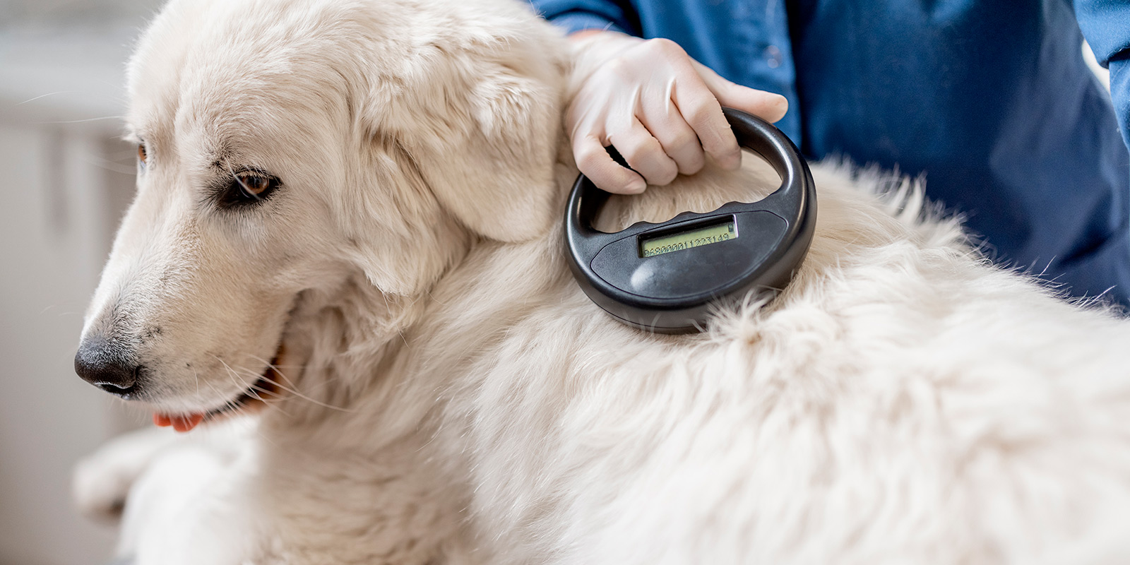 Tenencia responsable de mascotas: La importancia del microchip