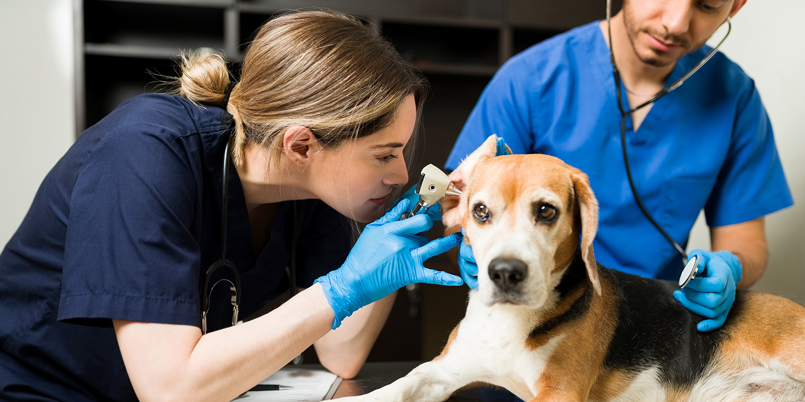 Otitis en perros: Prevención y tratamiento