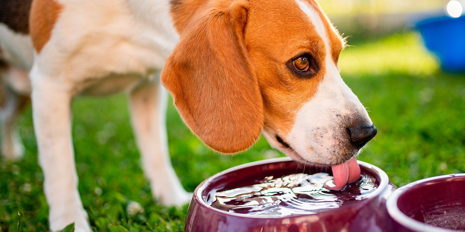 Conoce diferentes consejos para cuidar a tu mascota del calor