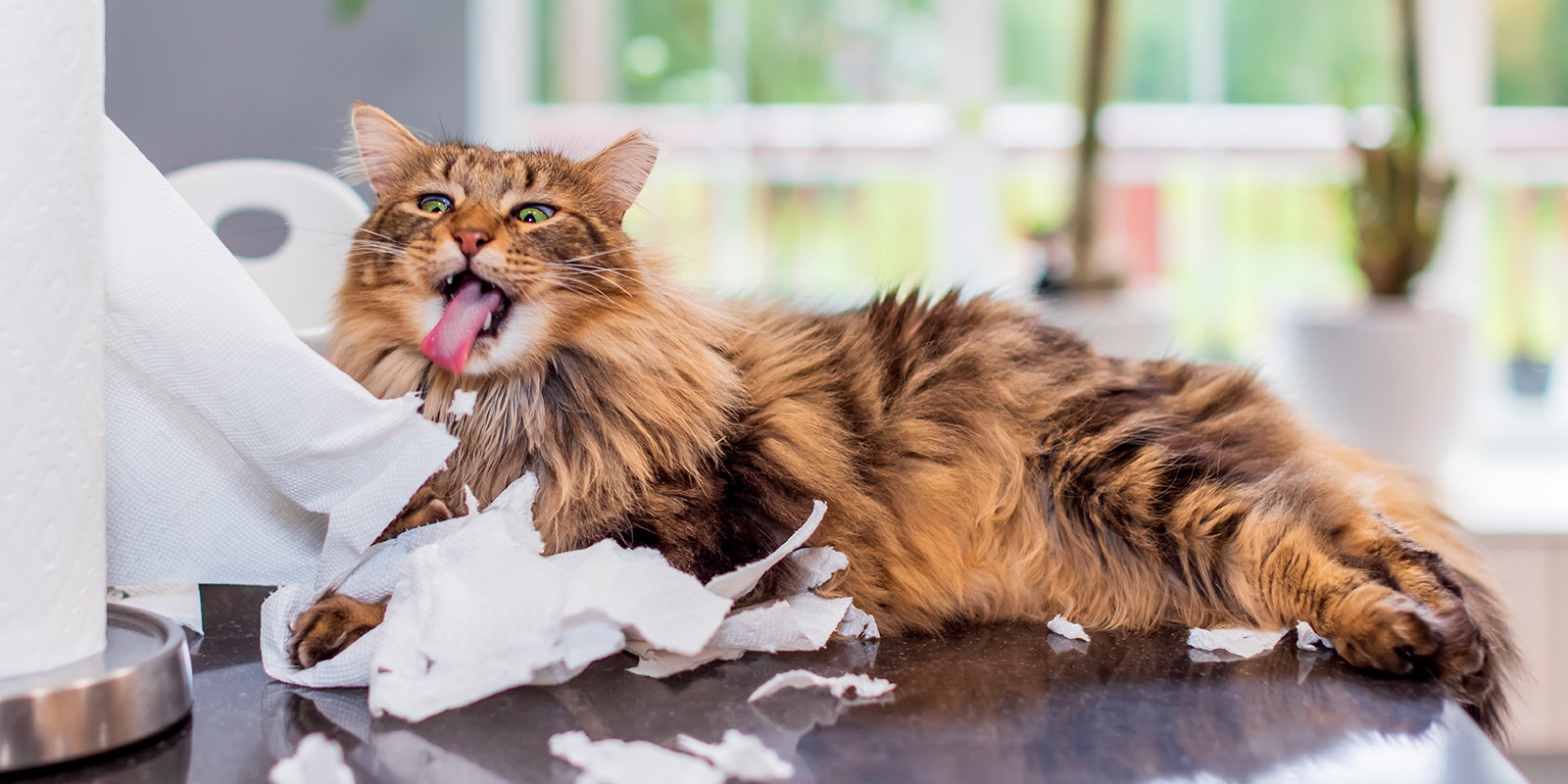 Gato rompiendo papel higiénico