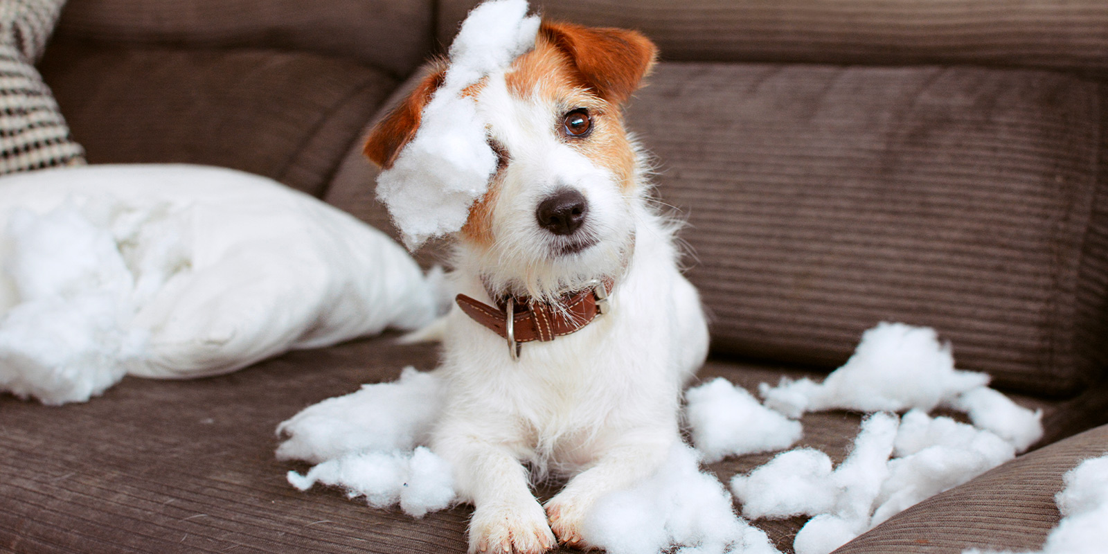 ¿De vacaciones? Haz que tu mascota esté tranquila en casa