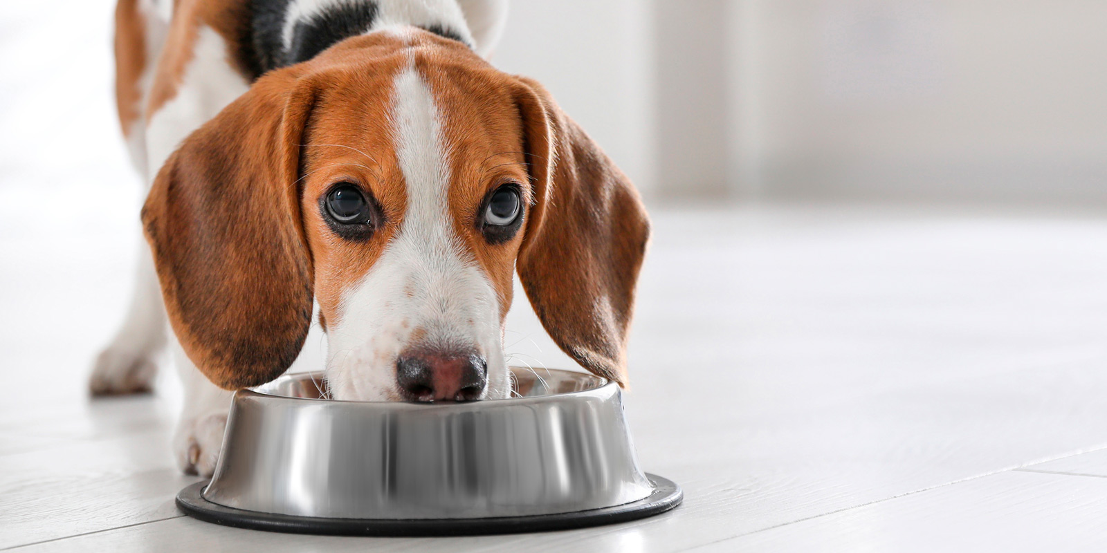 Beagle comiendo