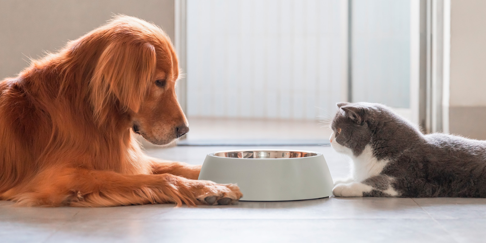 Comida para perros y gatos: Conoce las dietas húmedas