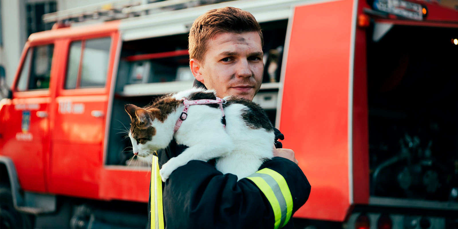 Conoce cómo ayudar a una mascota durante una emergencia