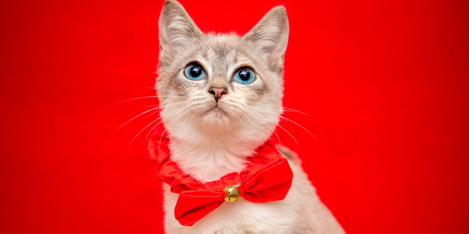 ¿Sabías que el Día del Gato se celebra en 3 fechas diferentes? ¡Conócelas!