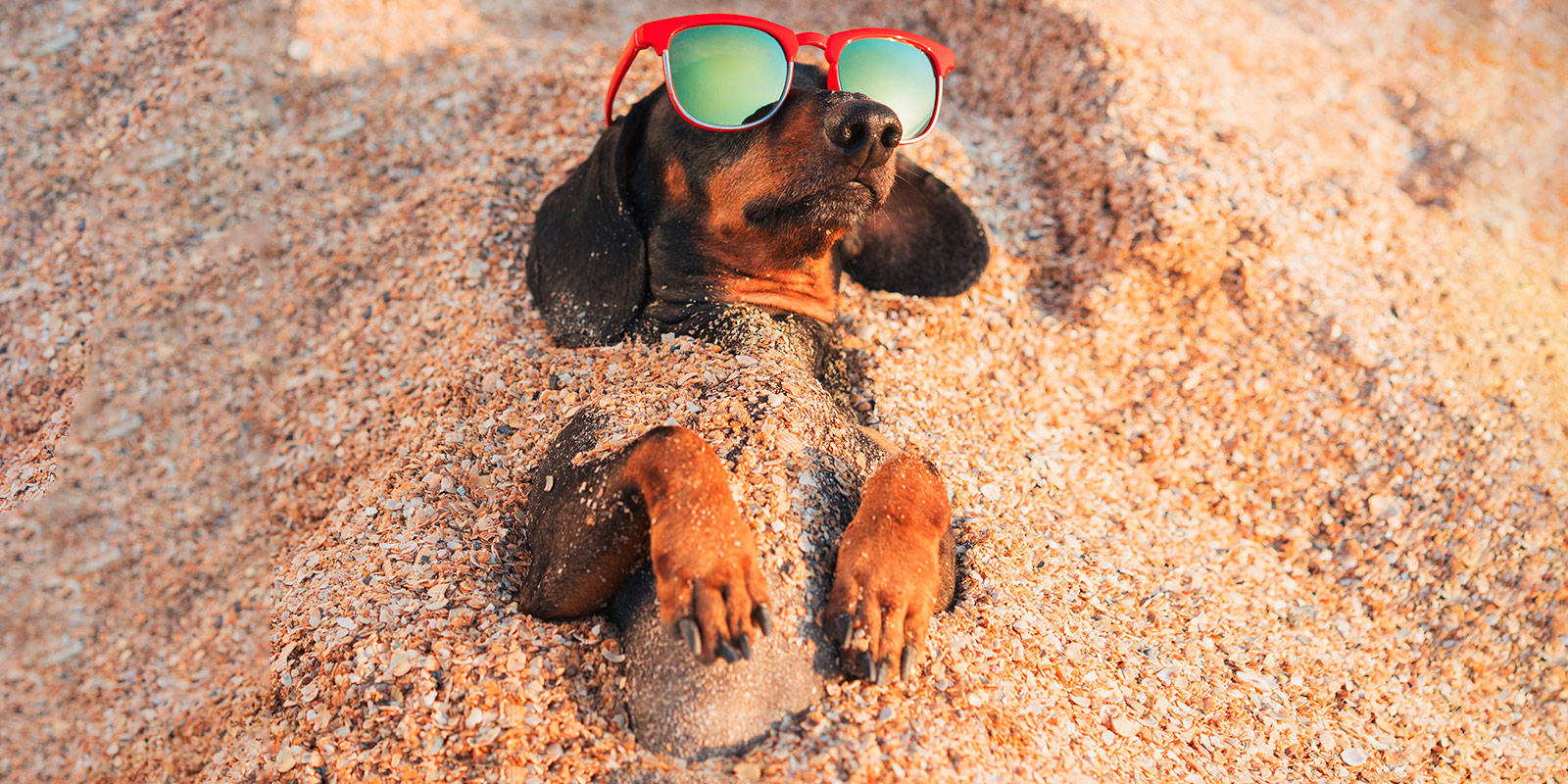 Perrito en playa