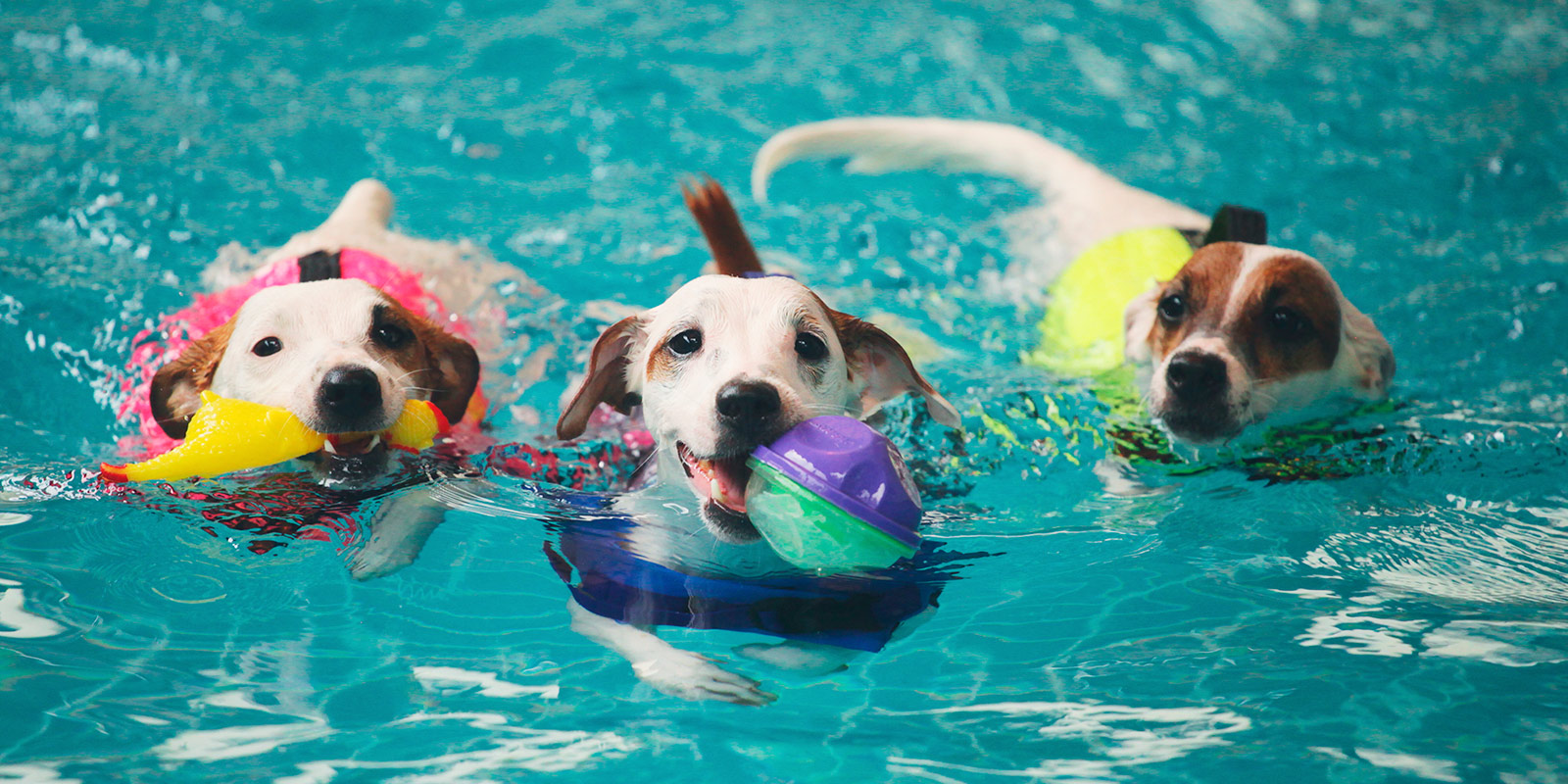 6 consejos para cuidar a tu mascota en piscinas y playas