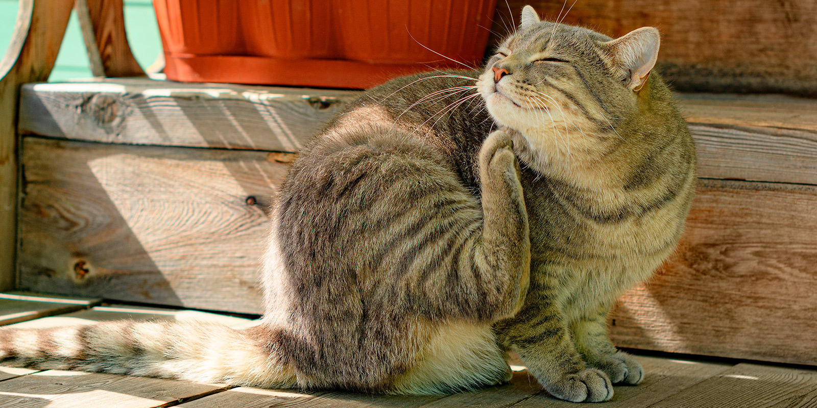 Gato rascándose con su pata