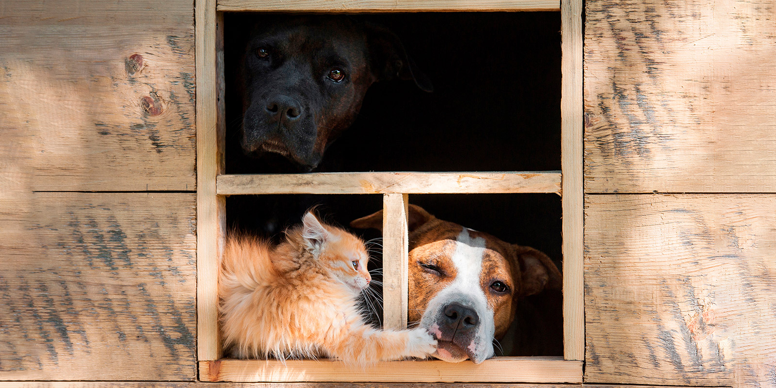 Crea en tu hogar un espacio para mascotas perfecto