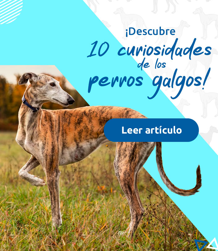 curiosidades de los galgos
