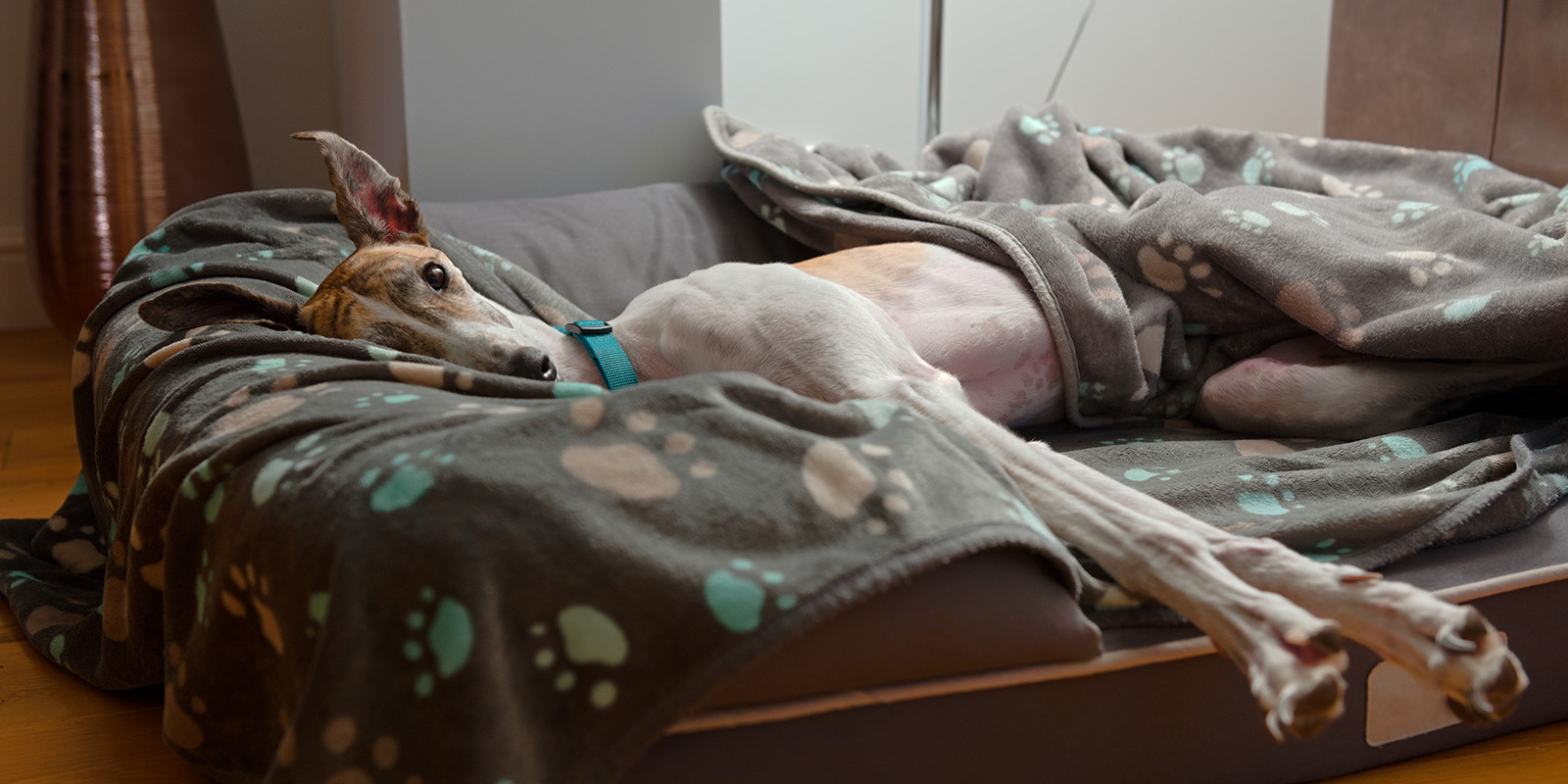 Perro galgo acostado en sillón con manta