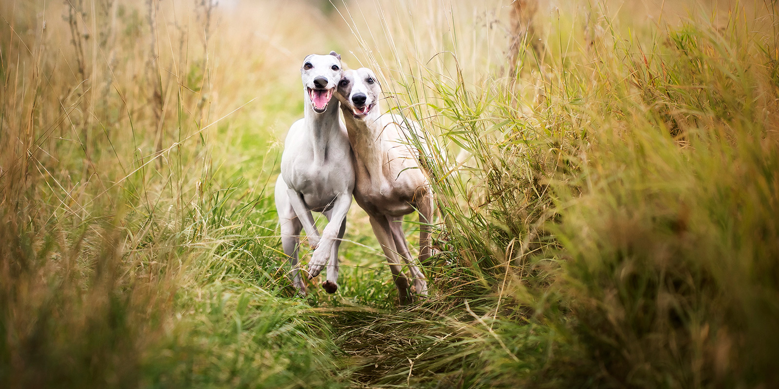 Perros galgos: 10 curiosidades sobre esta raza