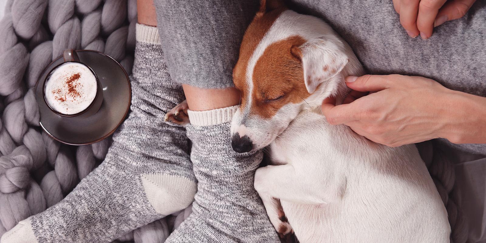 resfriado en perros, perro acostado en los pies de su tutor