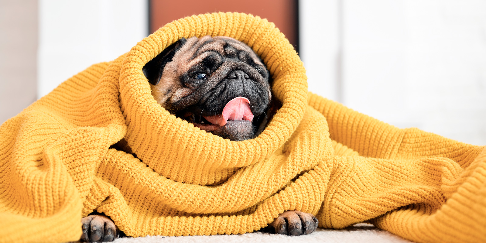 ¿Existe el resfriado en perros? Aprende cómo reconocerlo