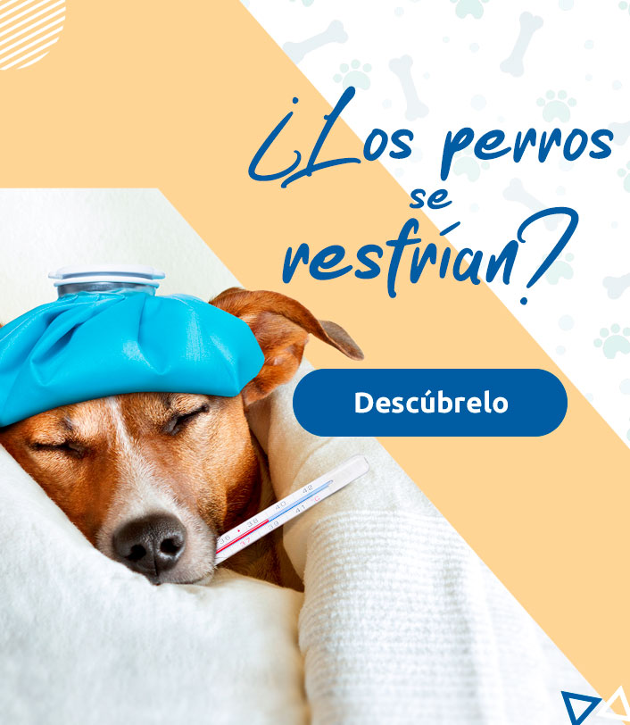 resfriado en perros