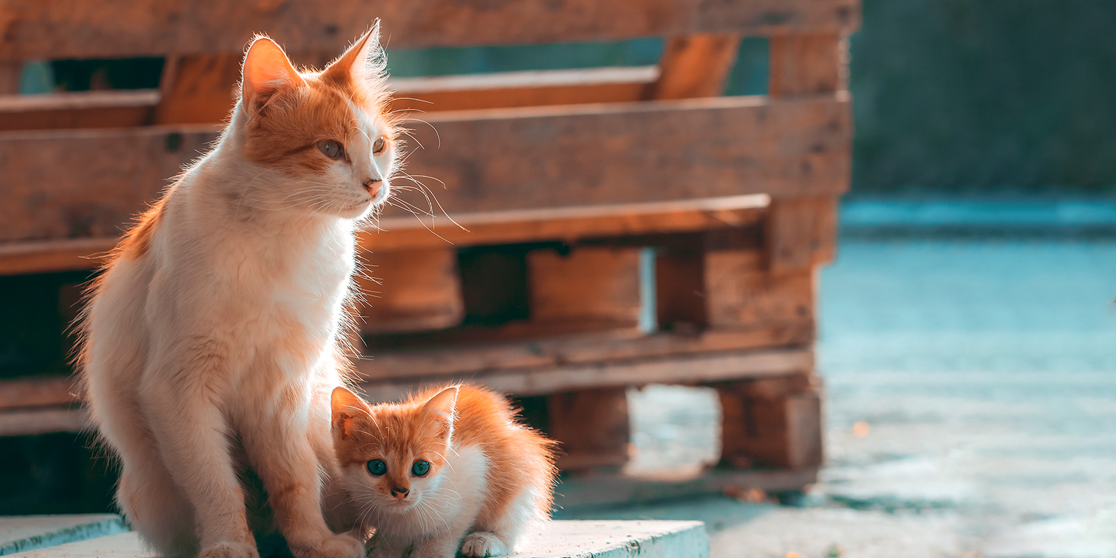 gatos callejeros, razones para adoptar