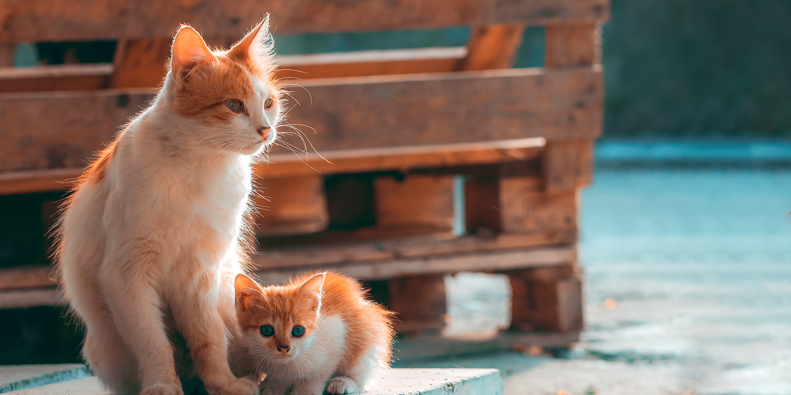 un gato blanco con naranjo grande junto a otro gato blanco con naranjo pequeño sentado a su lado, son gatos callejeros