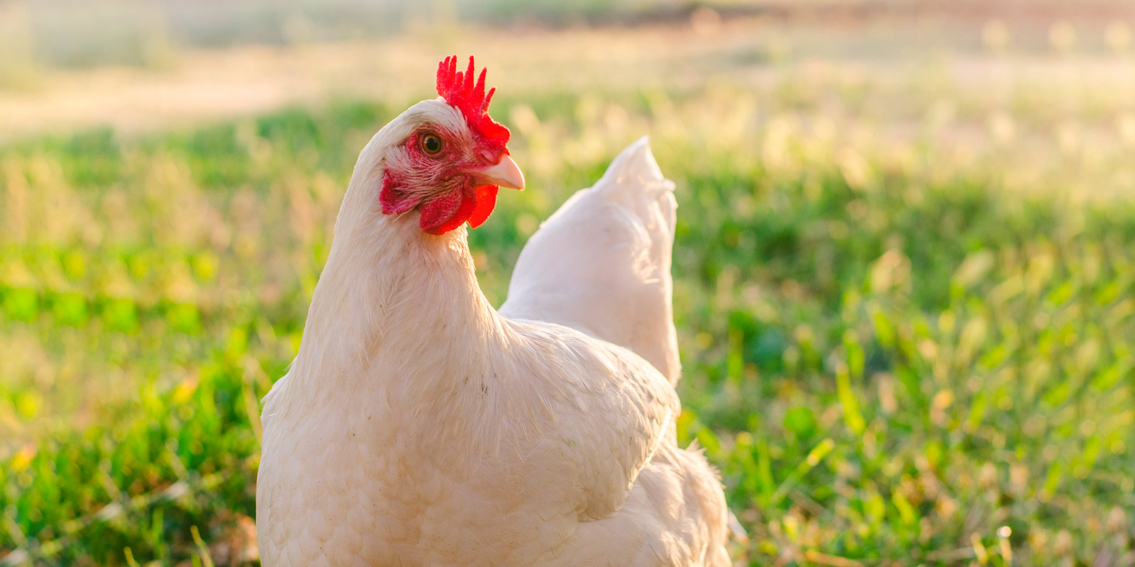Gripe aviar: Cuidados y recomendaciones