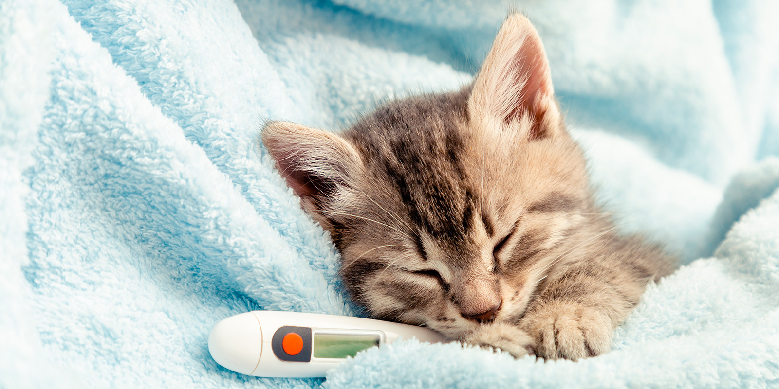 Resfriado en gatos: Cómo detectarlo y sus causas