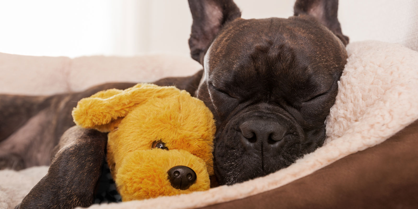 Perro en su cama, accesorios para perros