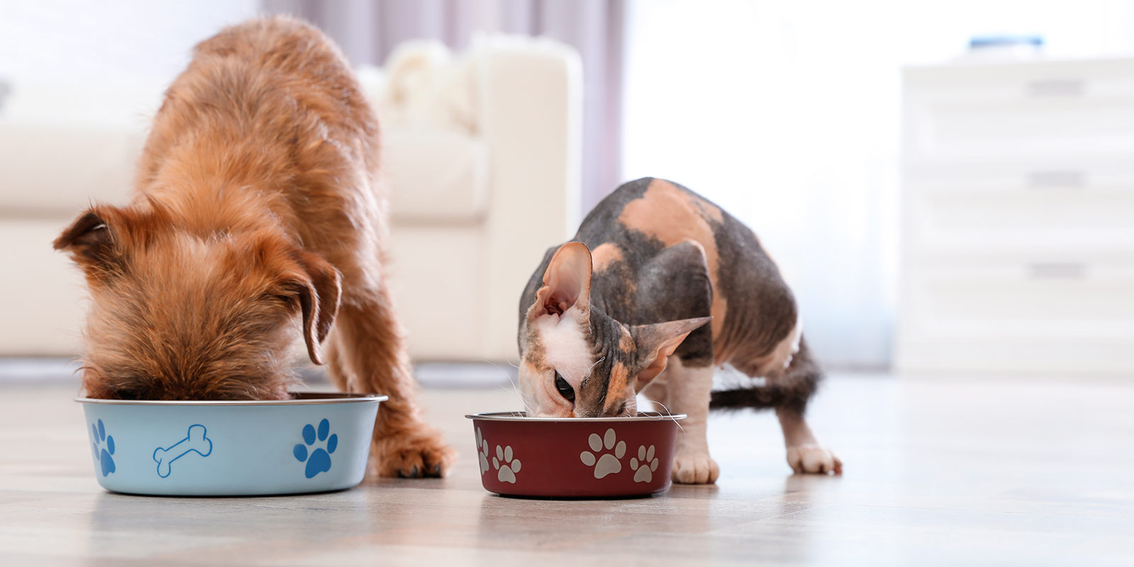 Alimentación para gatos y perros en su muda de pelaje