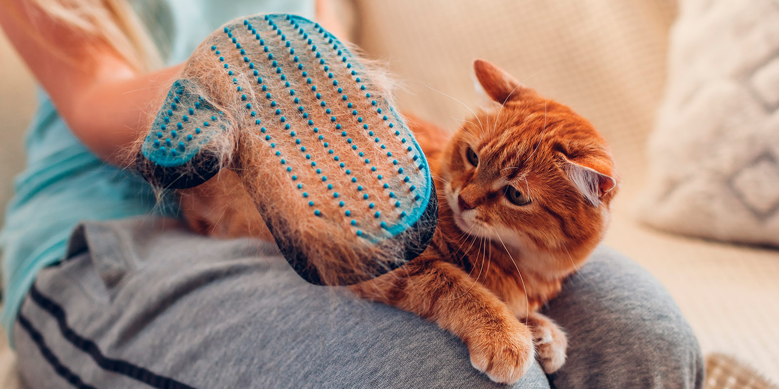 ¡Esto está de pelos! Cuidados para el pelaje de gatos y perros en otoño