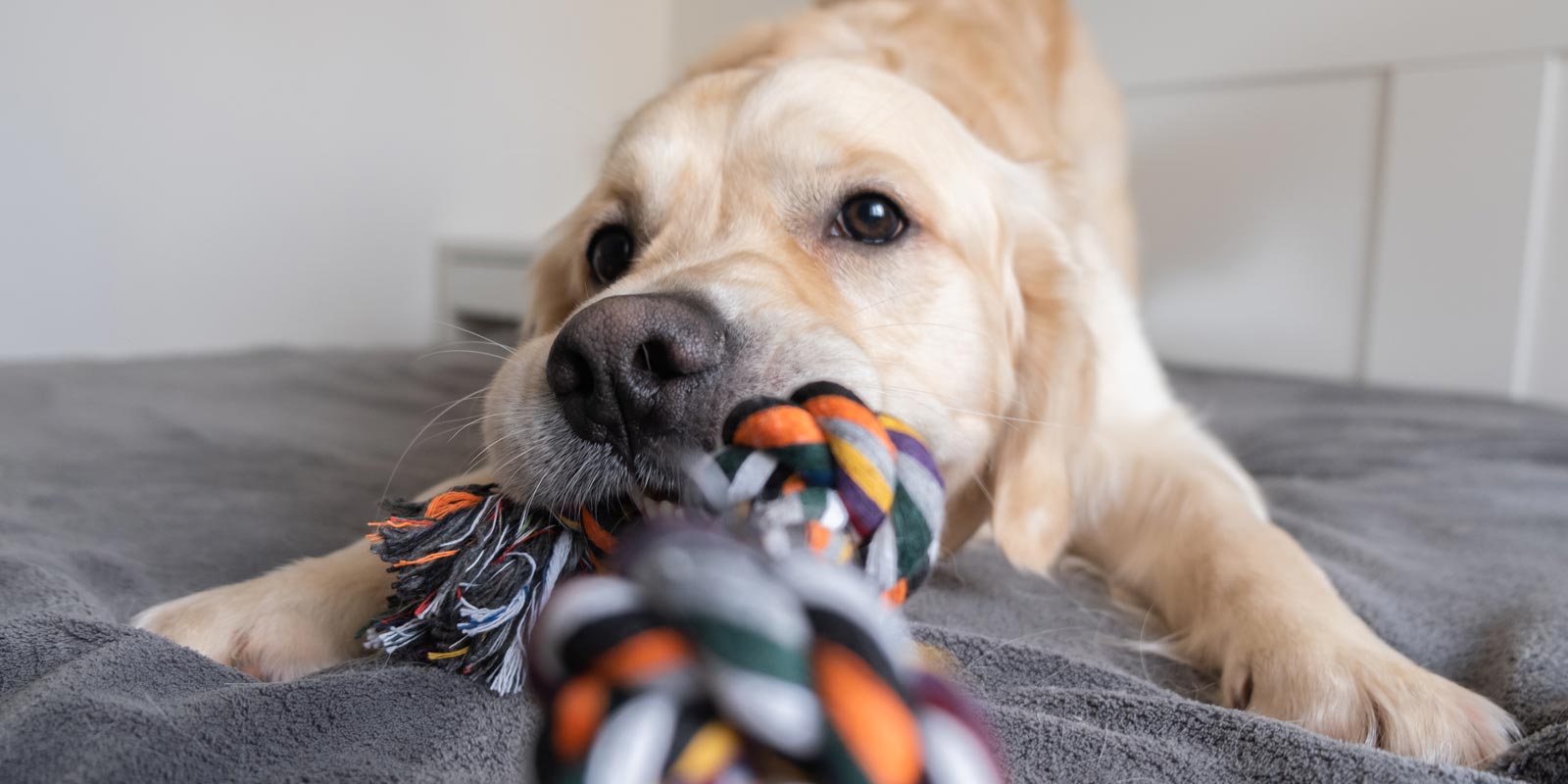 Perro jugando con su juguete, accesorio para perro 