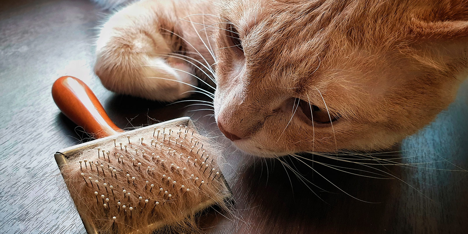 Cepillo para mascota con gatito.