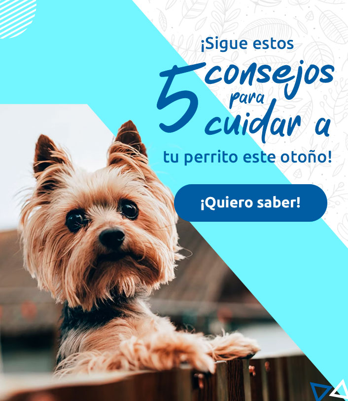 5-cuidados-otono_banner-vMobile