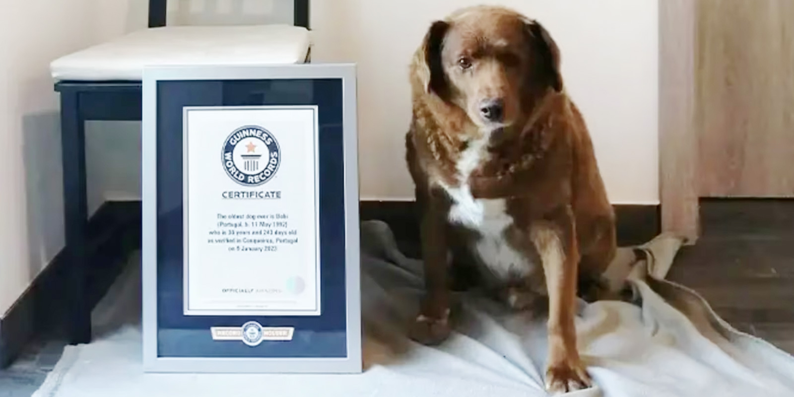 Récord Guinness: Conoce a Bobi, el perro más viejo del mundo