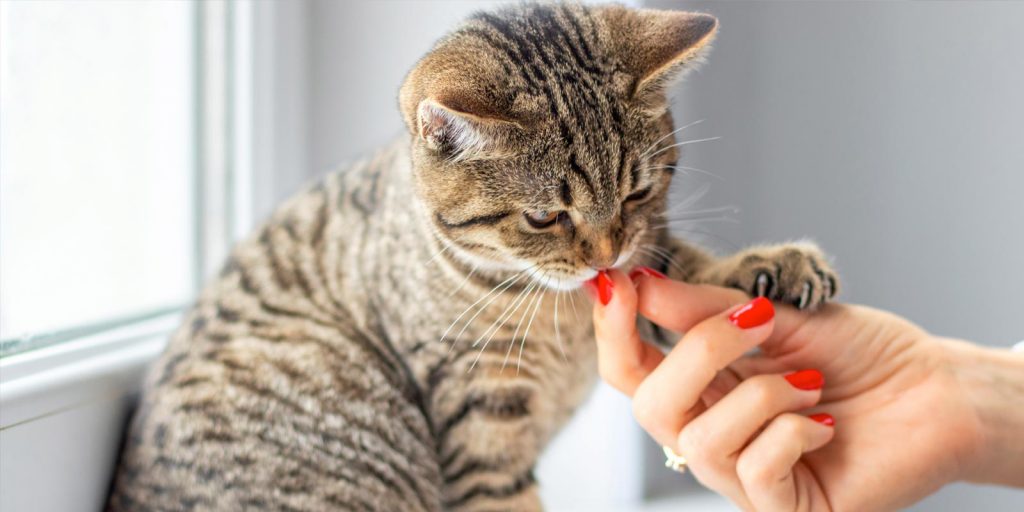 Un gatito siendo alimentado por una persona. 