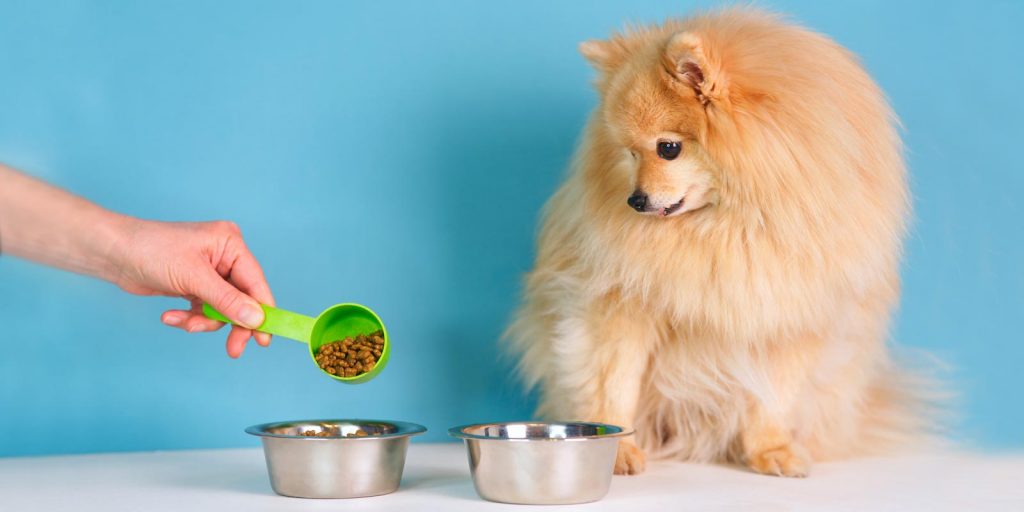 Persona echa comida para perro de forma porcionada en un plato. 